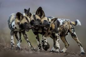 Wild dogs are active during the day because they hunt by sight, although they sometimes take advantage of bright moonlight to hunt at night. Strength In Numbers Biographic