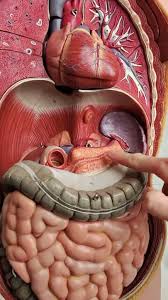 Image result for pancreas)