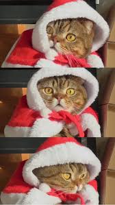 Penampilannya mirip dengan kucing persia namun memiliki ciri lain yang. Cream Heroes Wallpaper Gambar Kucing Lucu Kucing Lucu Kucing