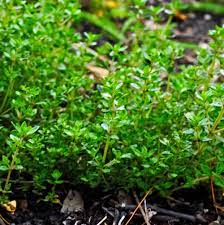 A plant from the cambridge english corpus. English Thyme Herb Plants For Sale Free Shipping