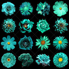 There will be no there won't be any. Mix Collage Of Natural And Surreal Turquoise Flowers 16 In 1 Stock Photo Picture And Royalty Free Image Image 54975979