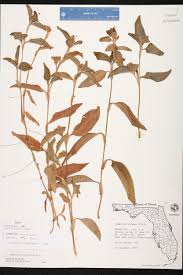 Image result for Commelina benghalensis