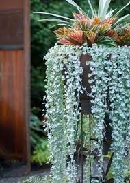 Perfect Plant Combinations Hanging Plants Hanging Plants Indoor Container Plants