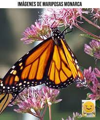 Imagenes De Mariposas Monarcas Muy Bonitas Mariposa Monarca Imagenes De Mariposas Mariposas