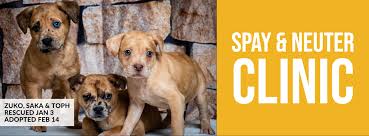 At the clinic our state licensed veterinarians and professional staff will ask you a few questions about your pet's lifestyle. Spay Neuter Tulsa Spcatulsa Spca