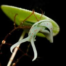 Image result for Isoglossa membranacea