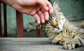 Mimpi naik kuda atau naik unta. Dijilati Kucing Apakah Najis Islami Dot Co