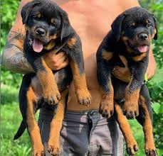 twin dogs rottweiler rottweiler dog rottweiler lovers
