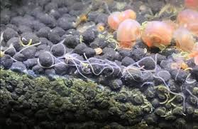 Following ingestion of the eggs, the larvae hatch in the small intestine and establish themselves in the colon, reaching maturity in approximately two weeks. Worms In Fish Tank Guide Identification Removal