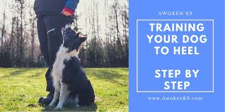 How to teach your dog to heel. Training Dog To Heel Step By Step Awokenk9 Com