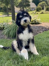 May 19, 2021 · chihuahua puppies are tiny, curious and brimming with energy. Bernedoodles Dream Valley Bernedoodles