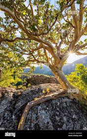 Image result for Ficus abutilifolia