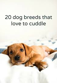 Cuddle Up With Our Top 20 Picks For Dog Breeds That Like To Snuggle Cuddle Up With Our Top 20 Picks For Dog Breeds That Like T Dog Breeds Best Dog Breeds Dogs