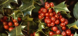 Here are a few options that should be safe from. Plantlife 5 Festive Facts About Holly