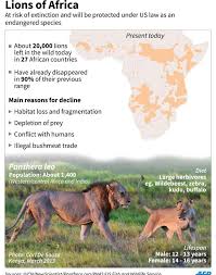 Africa S Lions Face Extinction Lions Lion Face Endangered Species