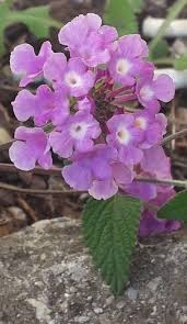 Image result for Lantana rugosa