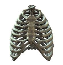 They are somewhat rare, but not too valuable. Rib Cage Fallout 4 Fallout Wiki Fandom
