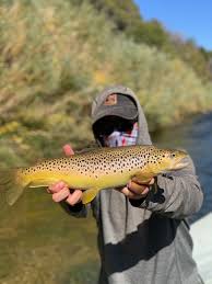 Utah Fly Fishing Reports Current River Conditions Hatches
