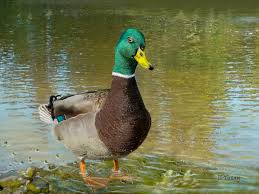 نتیجه جستجوی لغت [canard] در گوگل