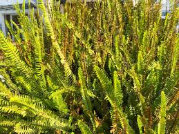 Image result for Lomariopsidaceae