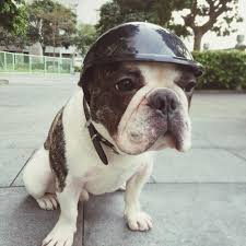 Infinal Funny Cool Pet Doggie Motorcycles Bike Helmet Cap Hat For Sun Rain Protection Great Birthday And Christmas Gifts For Dog Helmet Dog Hat Dog Accessories