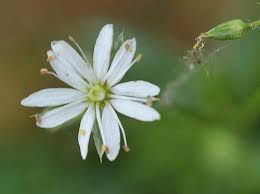 Image result for Stellaria sennii