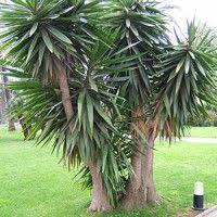 The Tropics Product Categories Jardin Tropical Jardins Cactees