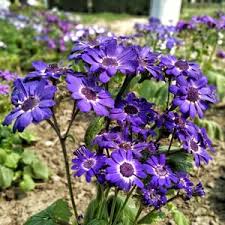 Image result for Cineraria