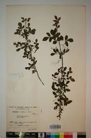 Image result for Commiphora angolensis