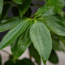 Image result for Cinnamomum