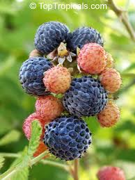 Image result for Rubus iringanus