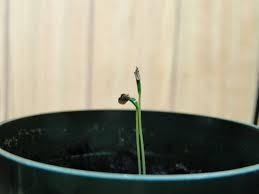 Metasequoia Glyptostroboides Dawn Redwood A Fascinating Green World