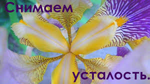 успокаивающая гипнотическая музыка для сна и лечения нервов скачать Lechebnaya Muzyka Dlya Snyatiya Negativa Stressa Ustalosti Depressii Instrumentalnaya Muzyka Muzyka Muzyka Dlya Jogi