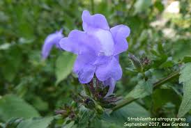 Image result for Strobilanthes anisophylla