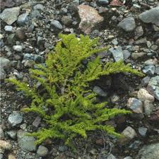 Image result for Pilea bambuseti