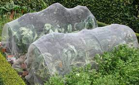 Das ist wichtig damit das regenwasser versickern kann und der gasaustausch im mit unkrautvlies wird eine umweltschonende variante erzielt um unkraut im garten zu verhindern. Gemuse Anbauen Unter Vlies Netz Und Folie Mein Schoner Garten