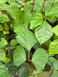 Image result for Cissus glaucophylla