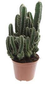 Could this story and/or explanation perhaps cereus peruvianus has none of these chemicals, is not from peru (but from. Cactus Cereus Peruvianus Florida Florastore