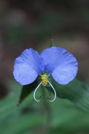 Image result for Commelina schweinfurthii