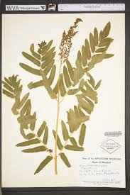 Image result for Osmundaceae