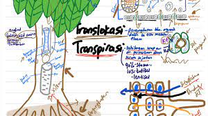 Tingkatan 4 bab 1 tingkatan 4 bab 2 tingkatan 4 bab 3 tingkatan 4 bab 4 tingkatan 4 bab 5 tingkatan 4 bab 6 tingkatan 4 bab 7. Biologi Bab 1 Bahagian 8 Sistem Pengangkutan Tumbuhan Spm Tingkatan 5 Youtube