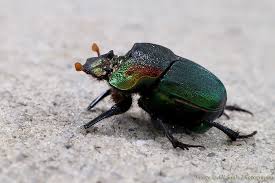On june 19, 2012 · category: Rainbow Scarab Beetle Long Leggedy Beasties