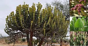 Image result for Euphorbia espinosa