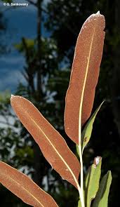 Image result for Acrostichum