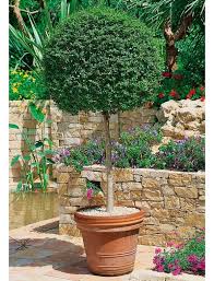 Liguster Kugel Auf Stamm Vorgarten Garten Pflanzen