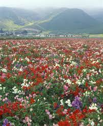 The Most Beautiful Flower Fields To Visit In The U S Lompoc Flower Field Most Beautiful Flowers