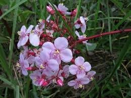 Image result for Heterocentron macrostachyum