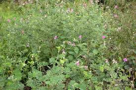 Image result for Tephrosia purpurea