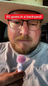 The goats did it again! #goatsinidaho #goatgrazing #goats #noxiousweeds  #idahogoatgrazers