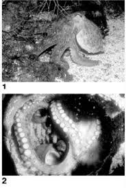 Vins lippen vonden mij nek en ik liet een zachte kreun ontsnappen. Kraken Lexikon Der Biologie
